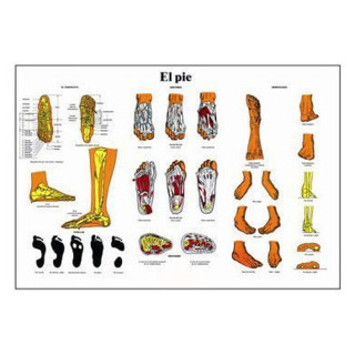 ANATOMIA DEL PIE