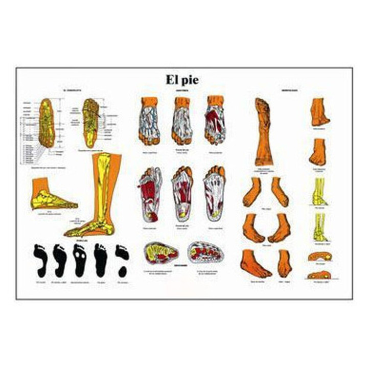 ANATOMIA DEL PIE