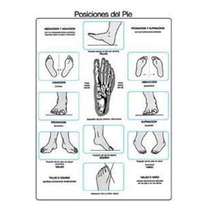 POSICIONES DEL PIE