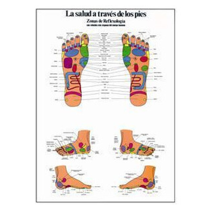 REFLEXOLOGIA DEL PIE